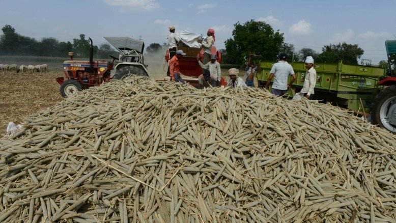 Cientistas decifram genoma do milheto pérola, cereal das terras áridas