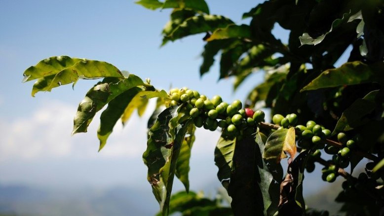 Aquecimento global põe em risco produção de café latino-americana