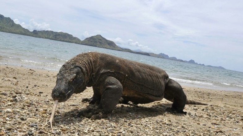 Os maiores e os menores animais enfrentam maior risco de extinção