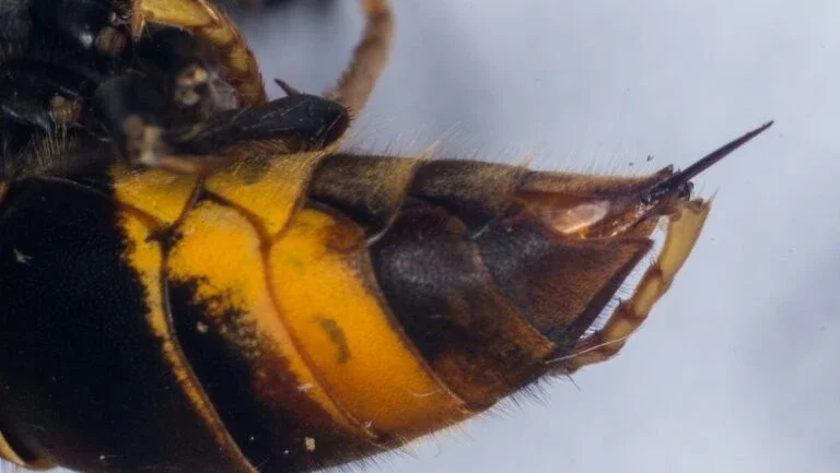 Japonesa morre após levar 150 picadas de abelha