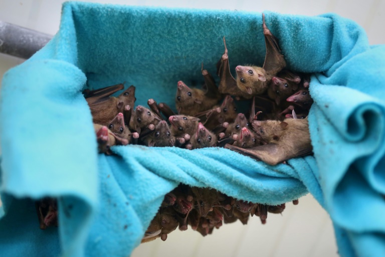 Moradores no Peru estão matando morcegos por medo do coronavírus