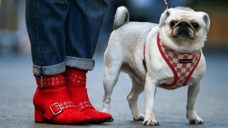 Pugs, o mais novo acessório da moda no Reino Unido