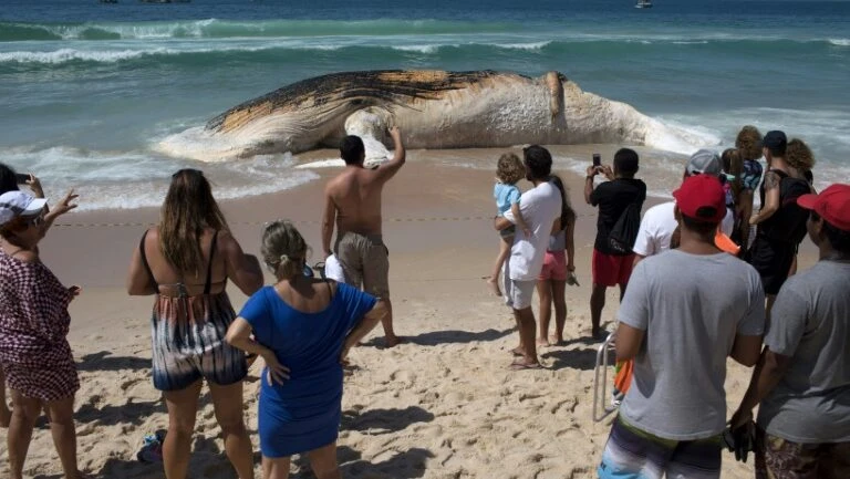 Baleia morta surpreende banhistas na Praia de Ipanema