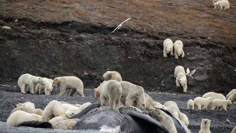 Ursos polares devoram baleia por causa das mudanças climáticas