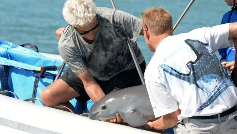 Vaquita marinha capturada para salvar a espécie morre nas mãos de cientistas