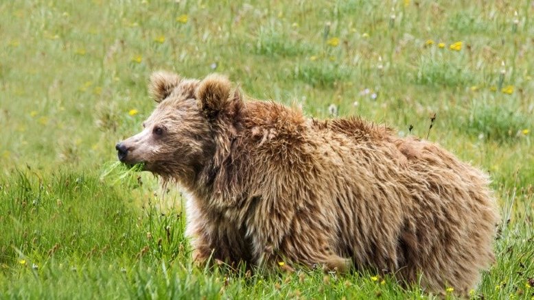 Estudo revela que Yeti, o Abominável Homem das Neves, é um urso