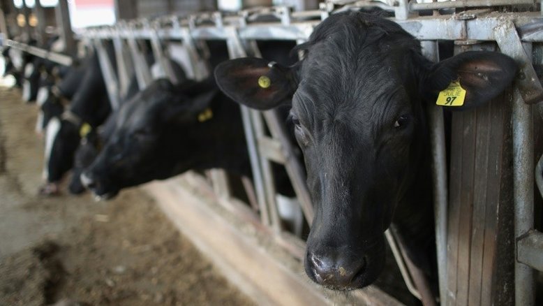 Denúncia de tortura a animais em fazenda dos EUA viraliza na Internet