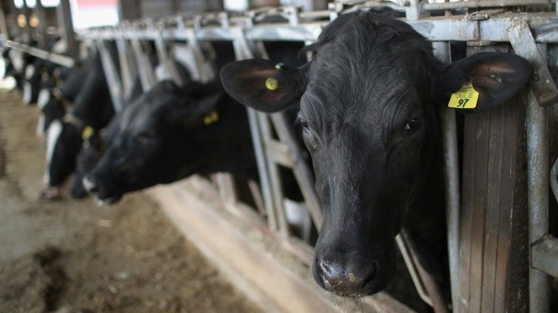 Denúncia de tortura a animais em fazenda dos EUA viraliza na Internet