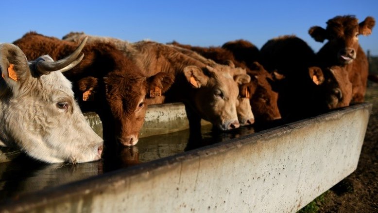 Caso de mal da vaca louca é detectado no centro-oeste da Espanha