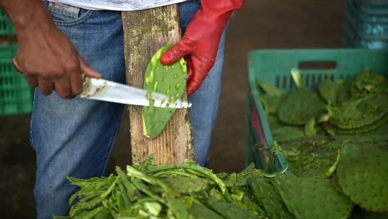 Cacto é o alimento do futuro, anuncia a FAO