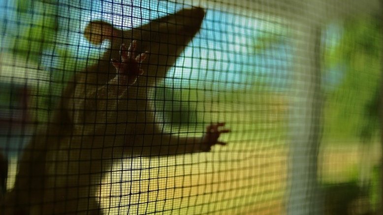 Ratos no Canadá mudam para se adaptar ao aquecimento global (estudo)