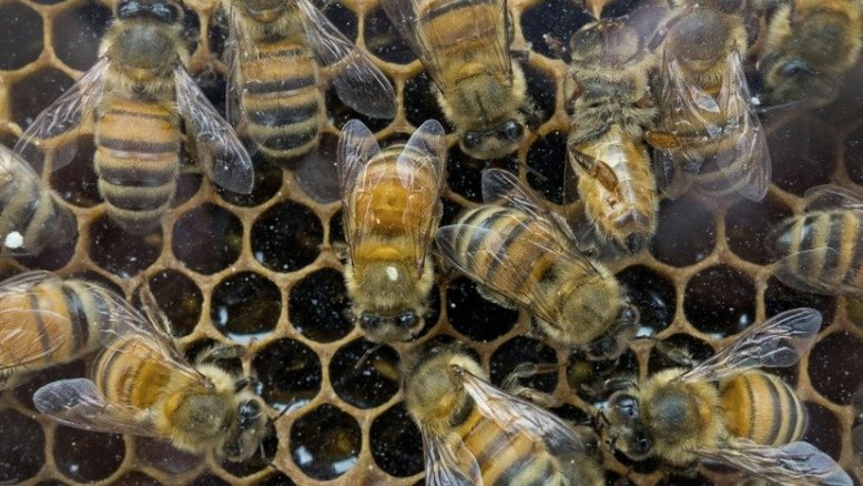 Justiça francesa suspende venda de dois pesticidas por danos às abelhas