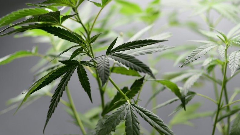 Municípios holandeses vão plantar maconha
