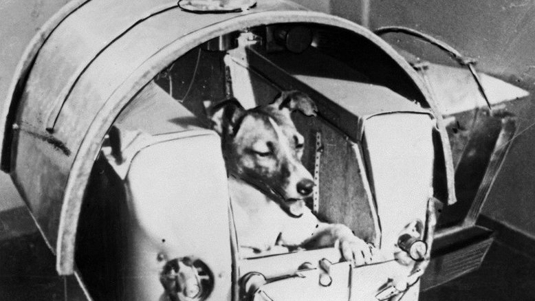 Há 60 anos a URSS enviava ao espaço a cadela Laika