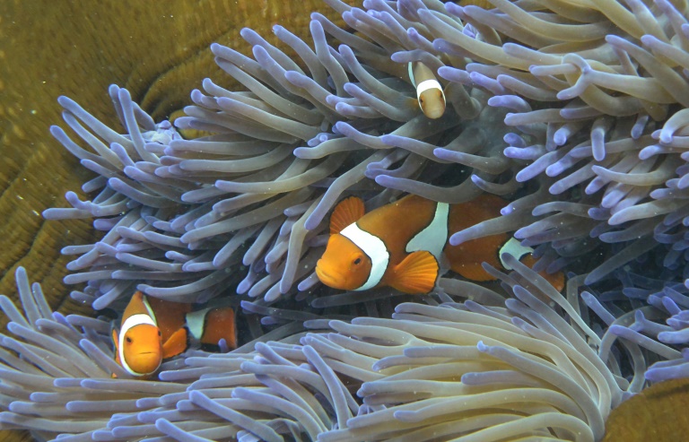Sobrevivência de corais depende de cortes na poluição (estudo)