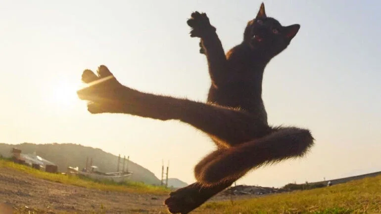 Fotógrafo se especializa em tirar fotos de "gatos-ninjas"