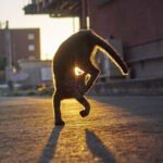 Fotógrafo se especializa em tirar fotos de "gatos-ninjas"