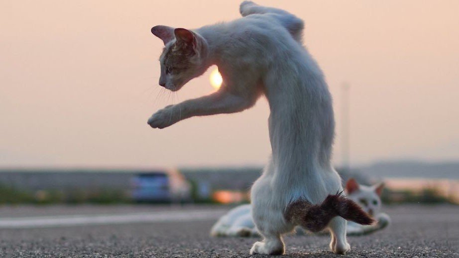 Fotógrafo se especializa em tirar fotos de "gatos-ninjas"