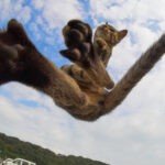 Fotógrafo se especializa em tirar fotos de "gatos-ninjas"