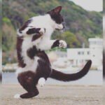 Fotógrafo se especializa em tirar fotos de "gatos-ninjas"