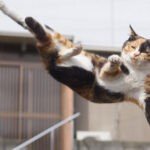 Fotógrafo se especializa em tirar fotos de "gatos-ninjas"