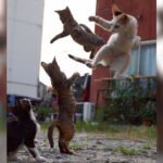 Fotógrafo se especializa em tirar fotos de "gatos-ninjas"