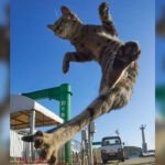 Fotógrafo se especializa em tirar fotos de "gatos-ninjas"
