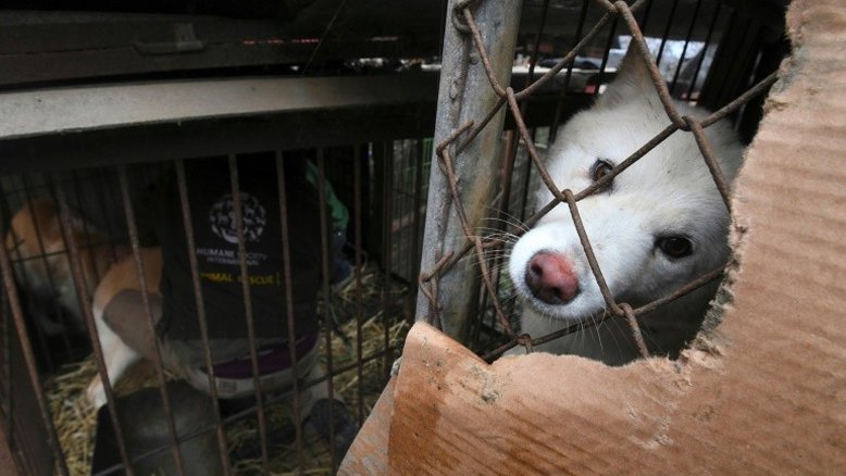 Produtor de carne de cachorro na Coreia do Sul, um trabalho mal visto