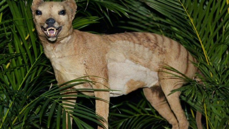 Tigre-da-Tasmânia estava condenado à extinção antes da chegada do homem
