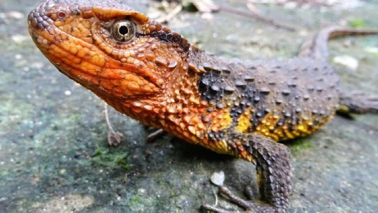 Crocodilo-lagarto e tartaruga-come-caracóis, novas espécies na Ásia