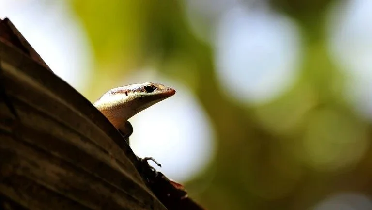 Três espécies de répteis de ilha australiana desaparecem
