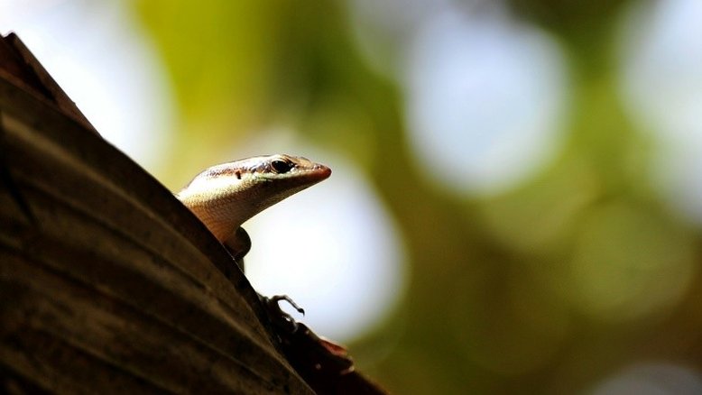 Três espécies de répteis de ilha australiana desaparecem