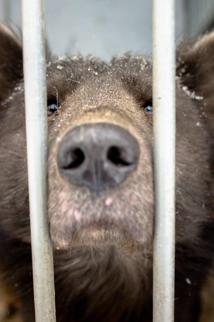 "Cão urso"está em busca de um adotante na Rússia