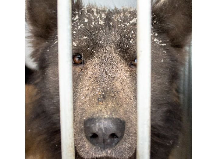"Cão urso"está em busca de um adotante na Rússia