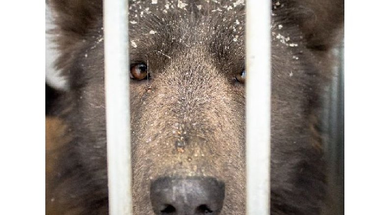 "Cão urso"está em busca de um adotante na Rússia