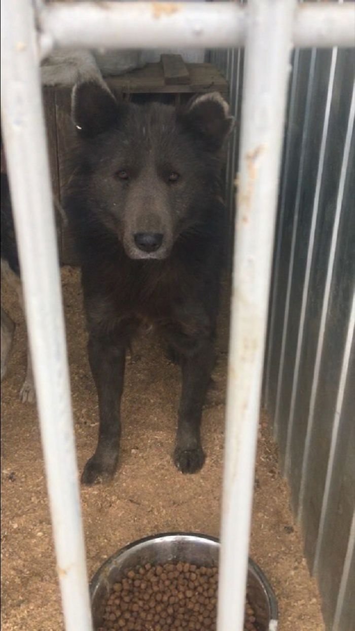 "Cão urso"está em busca de um adotante na Rússia