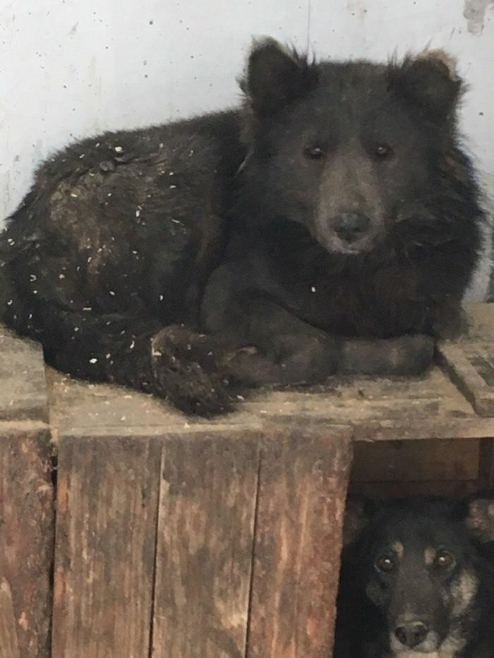"Cão urso"está em busca de um adotante na Rússia
