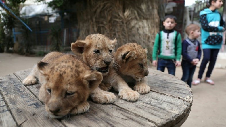 Zoológico de Gaza coloca três filhotes de leão à venda