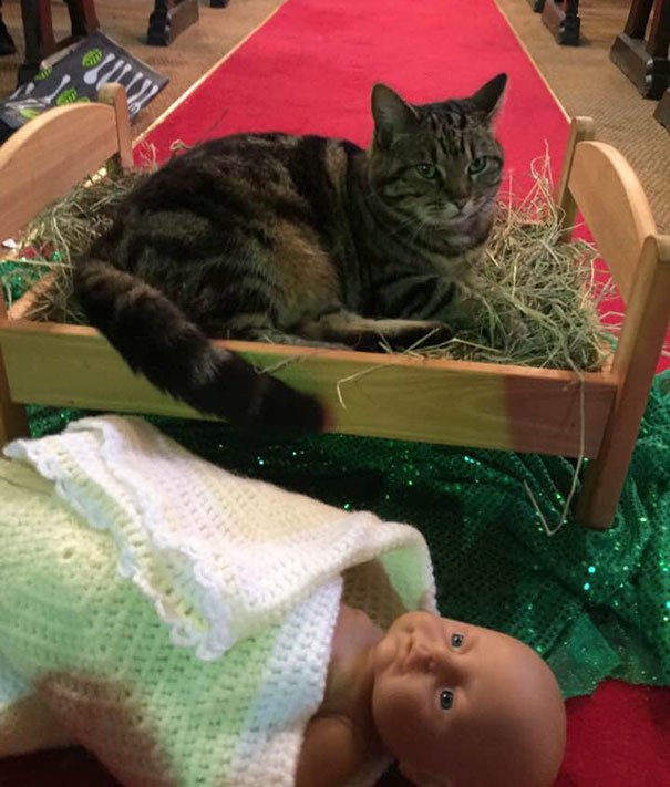 Fotos: gatos melhoram decoração de presépios natalinos