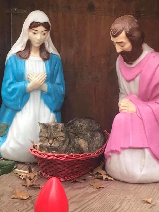 Fotos: gatos melhoram decoração de presépios natalinos