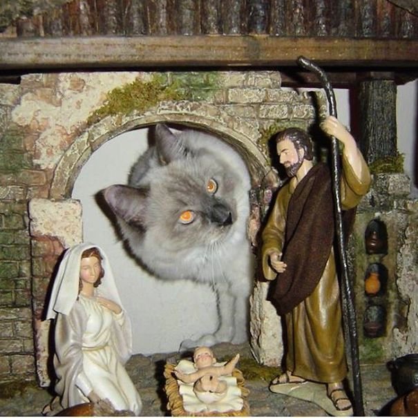 Fotos: gatos melhoram decoração de presépios natalinos