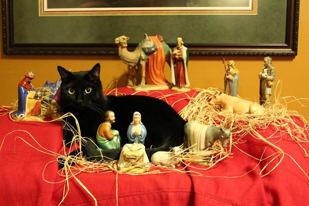 Fotos: gatos melhoram decoração de presépios natalinos