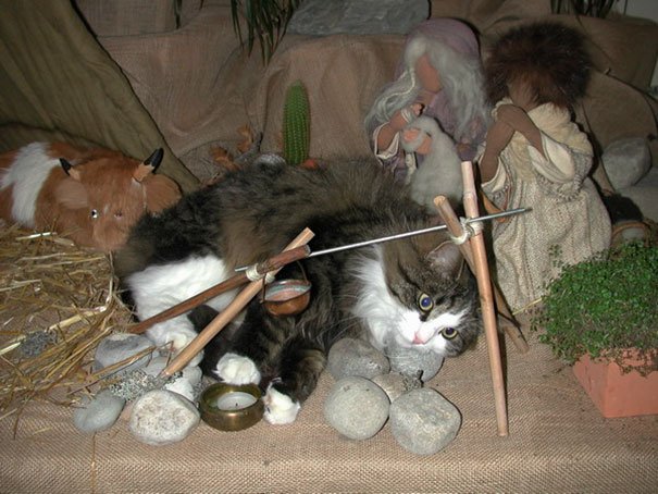 Fotos: gatos melhoram decoração de presépios natalinos