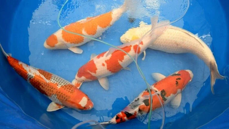 Carpas koi, as rainhas da beleza dos concursos de peixes no Japão