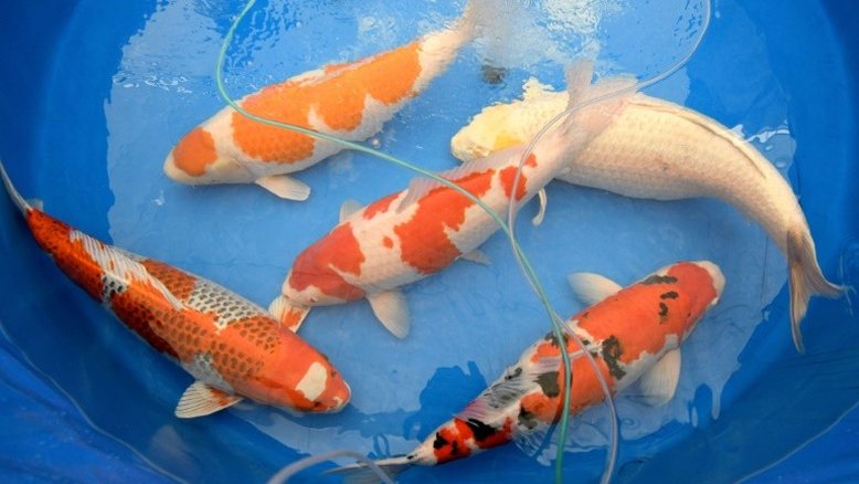 Carpas koi, as rainhas da beleza dos concursos de peixes no Japão
