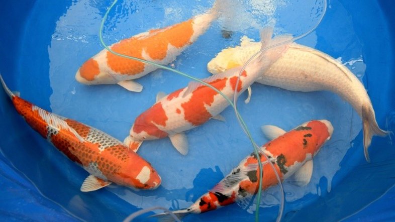 Carpas koi, as rainhas da beleza dos concursos de peixes no Japão