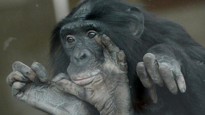 Bonobos se sentem mais atraídos por pessoas insensíveis do que gentis
