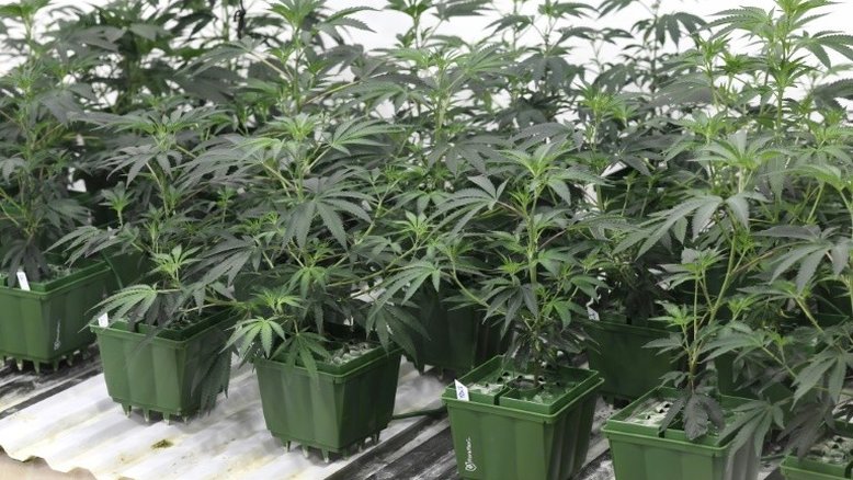 Governo de Trump endurece normativa sobre uso recreativo da maconha
