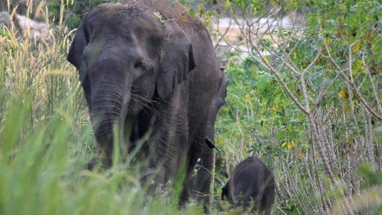 Nasce um elefante-de-Sumatra em floresta protegida da Indonésia