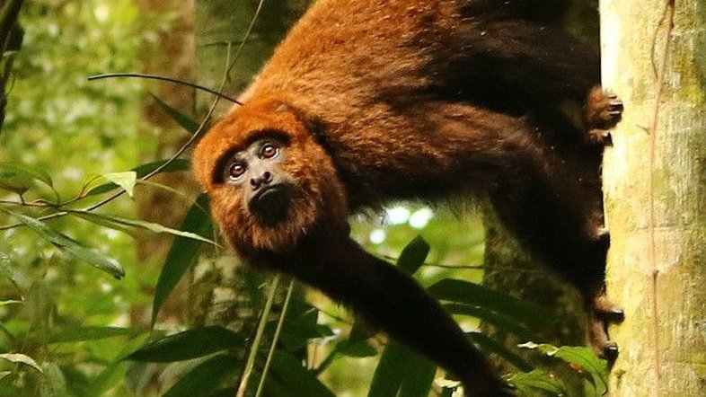 Febre amarela mata todas as famílias de macacos bugios do Horto Florestal de SP